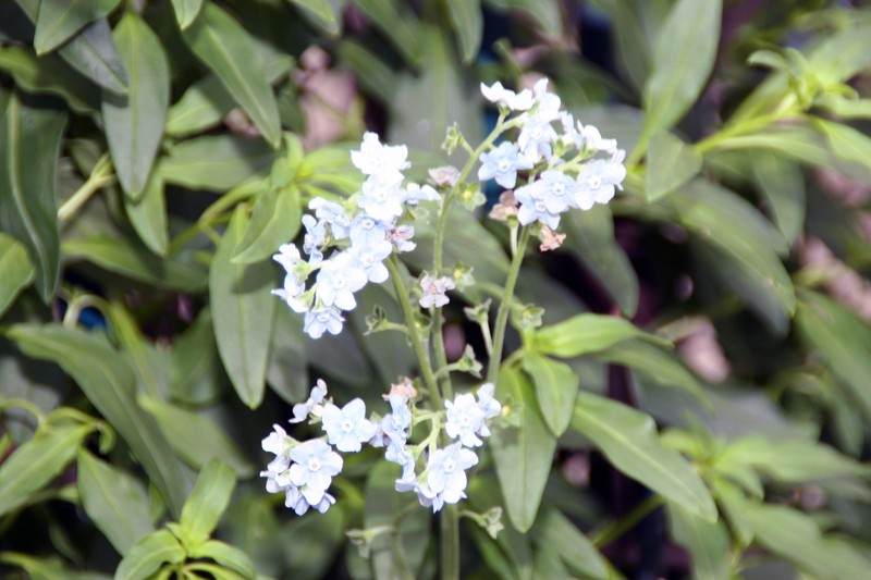 Chinese Hound's Tongue photo 3