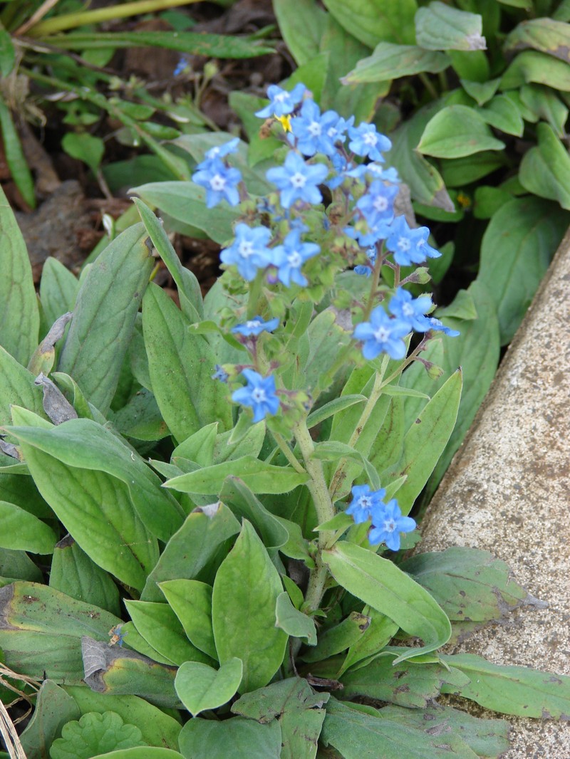 Chinese Hound's Tongue
