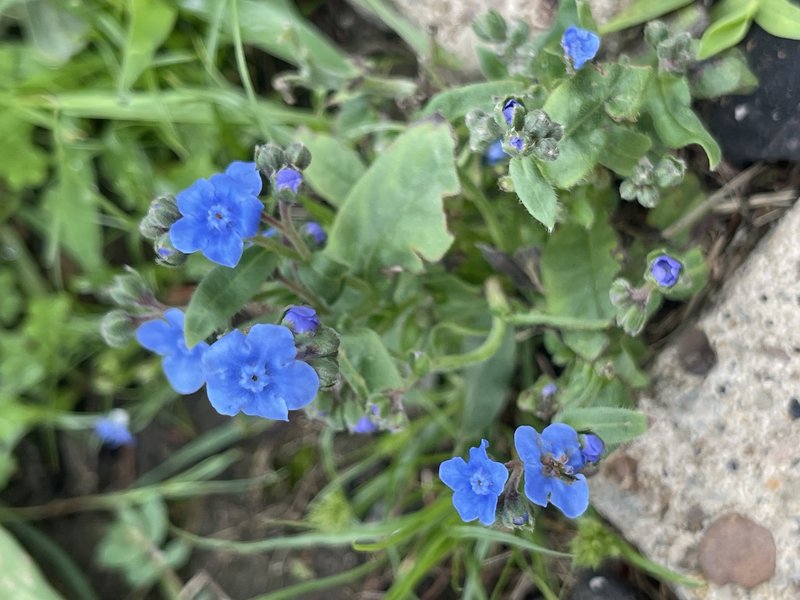 Chinese Hound's Tongue photo 6