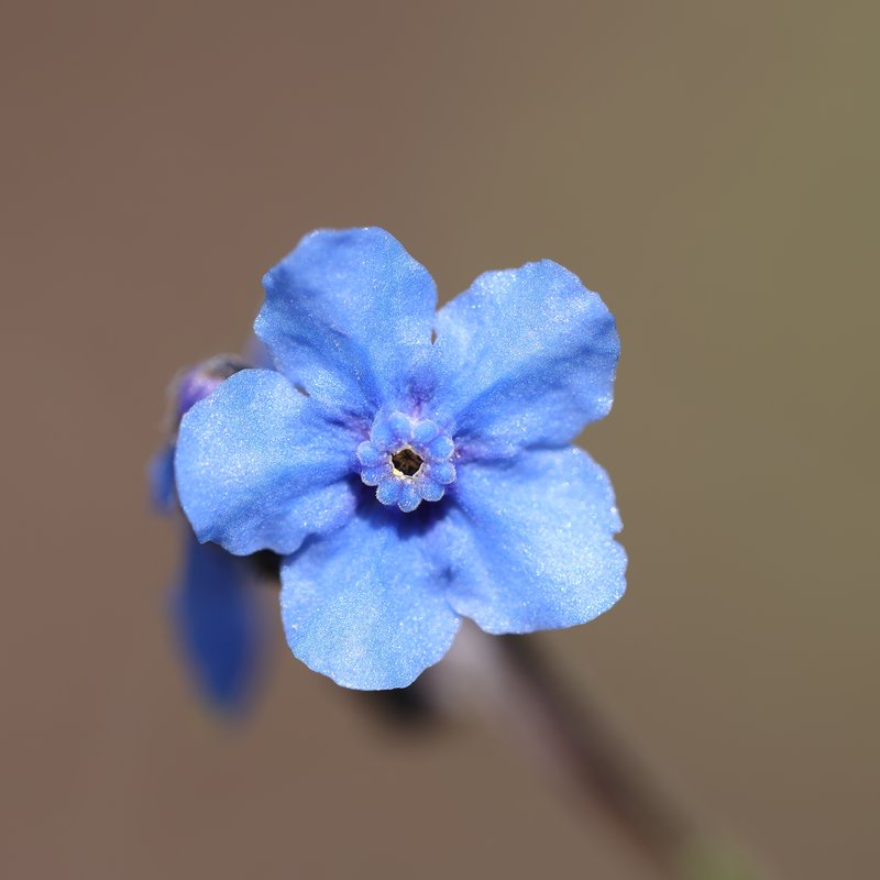 Chinese Hound's Tongue photo 8