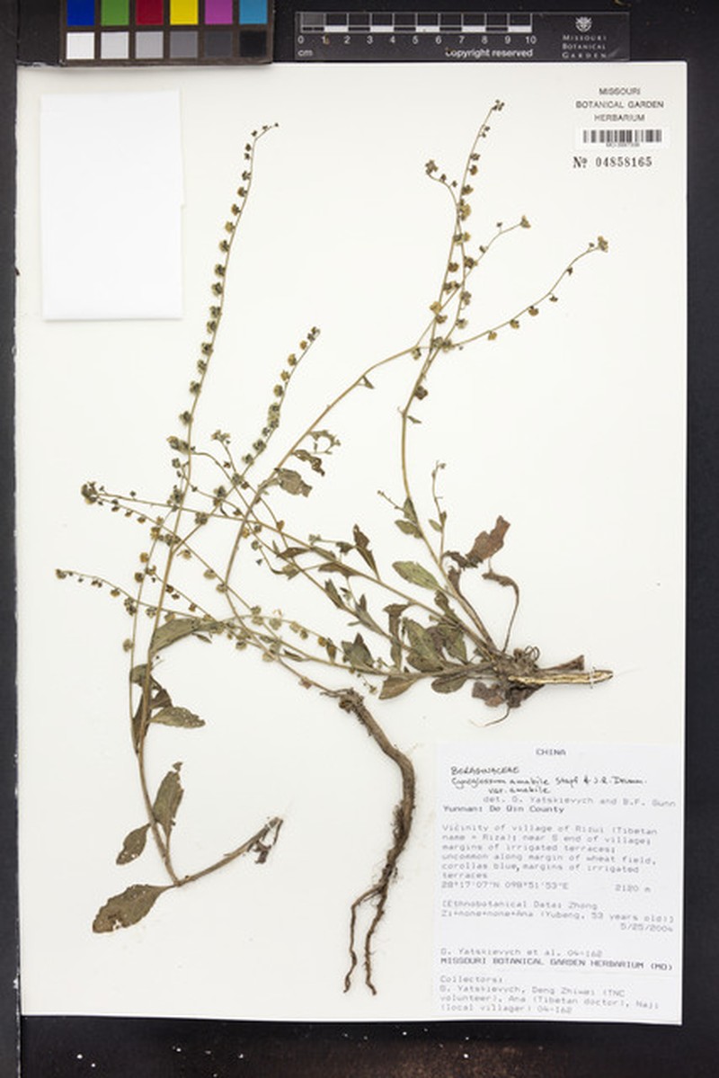 Cynoglossum amabile var. amabile