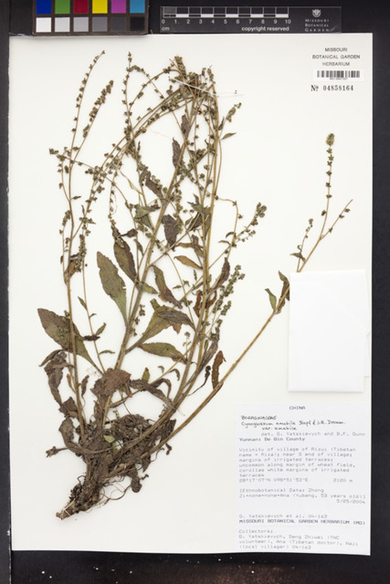 Cynoglossum amabile var. amabile photo 2