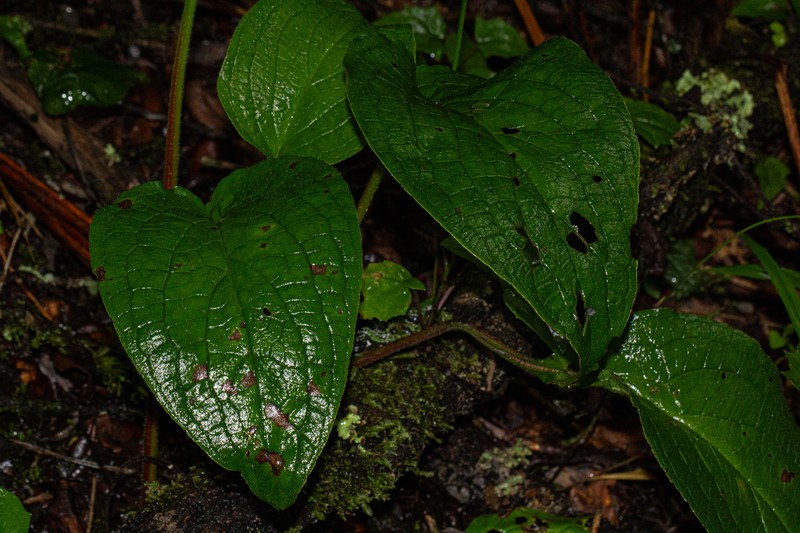 Cynoglossum amplifolium var. amplifolium