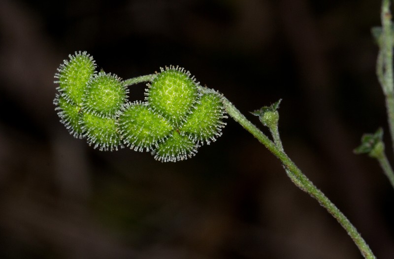Cynoglossum amplifolium var. amplifolium photo 2