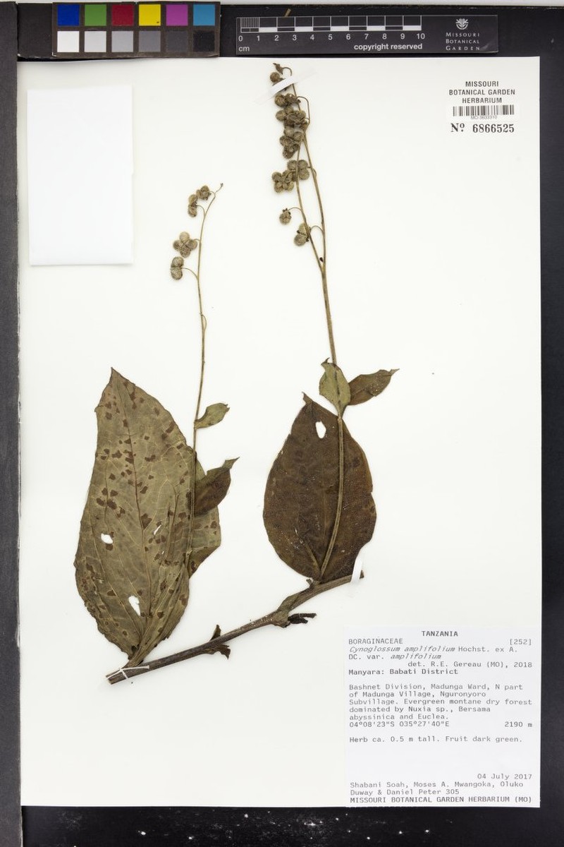 Cynoglossum amplifolium var. amplifolium photo 3
