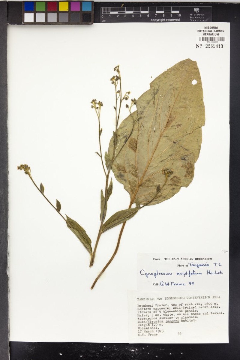 Cynoglossum amplifolium var. amplifolium photo 4