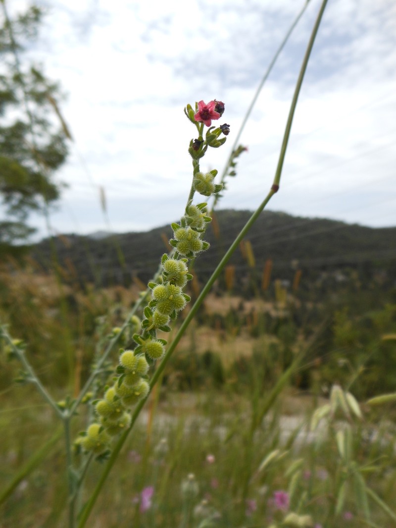 Cynoglossum brandii