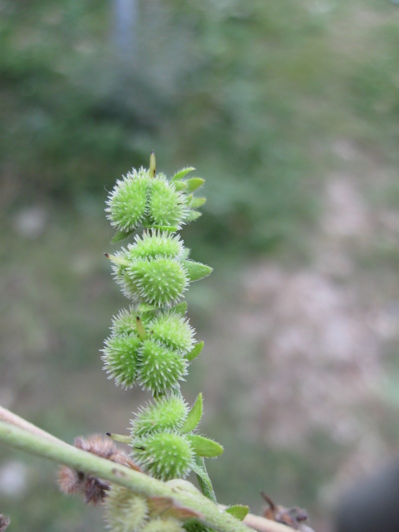 Cynoglossum brandii photo 2
