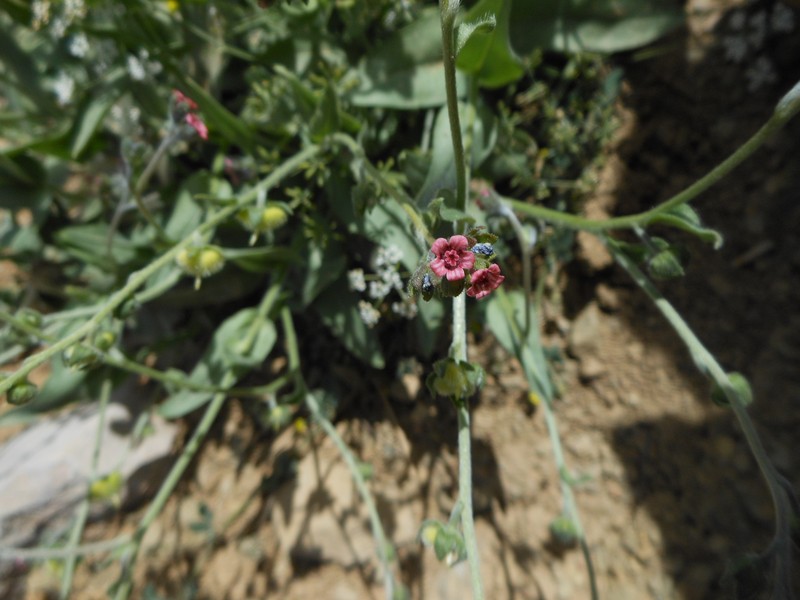 Cynoglossum brandii photo 4