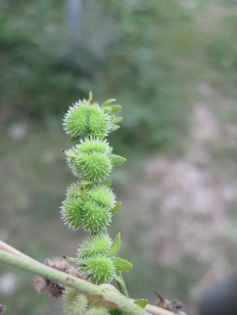 Cynoglossum brandii photo 5