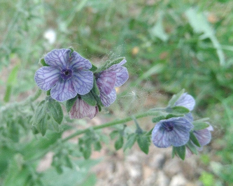 Blue Hound's Tongue photo 5