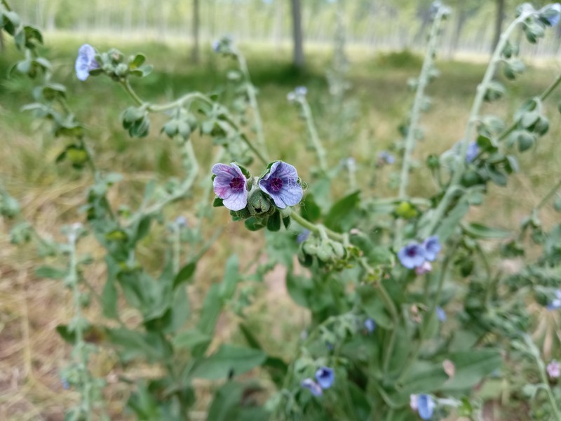 Blue Hound's Tongue photo 6