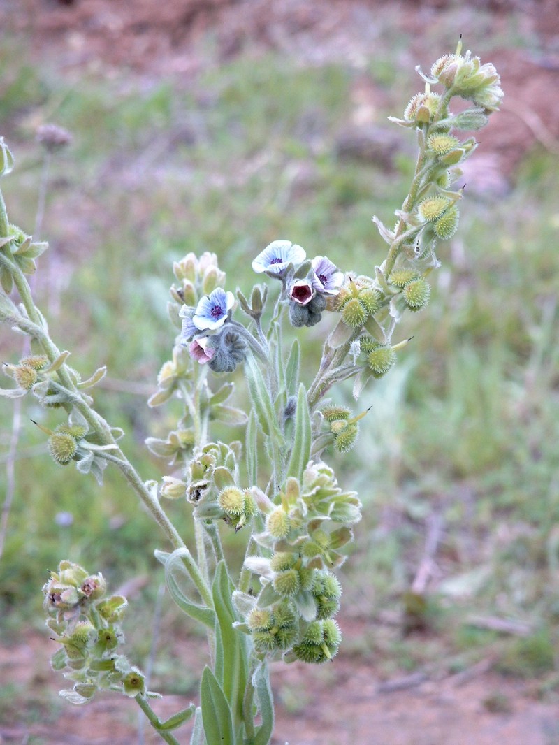 Blue Hound's Tongue photo 7