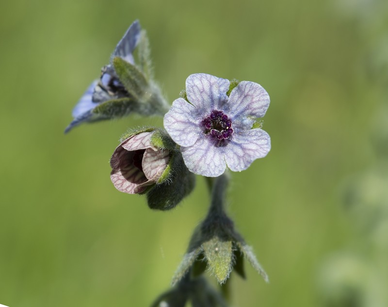 Blue Hound's Tongue photo 2