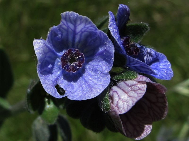 Blue Hound's Tongue photo 3