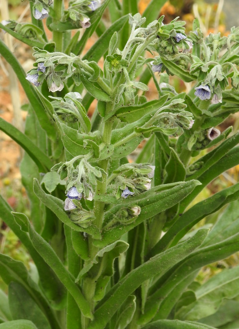 Blue Hound's Tongue photo 4