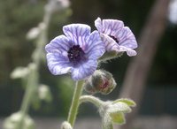 Blue Hound's Tongue