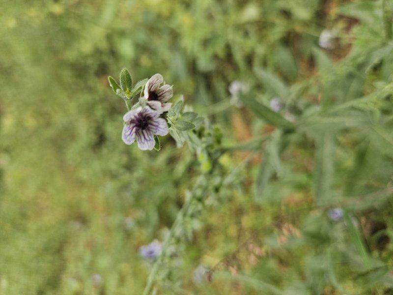 Blue Hound's Tongue photo 8