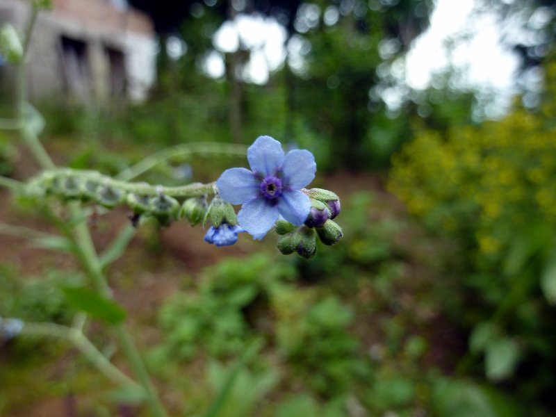 Prickly Hound's Tongue photo 3