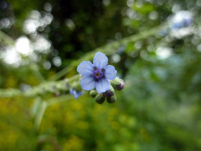 Prickly Hound's Tongue photo 4