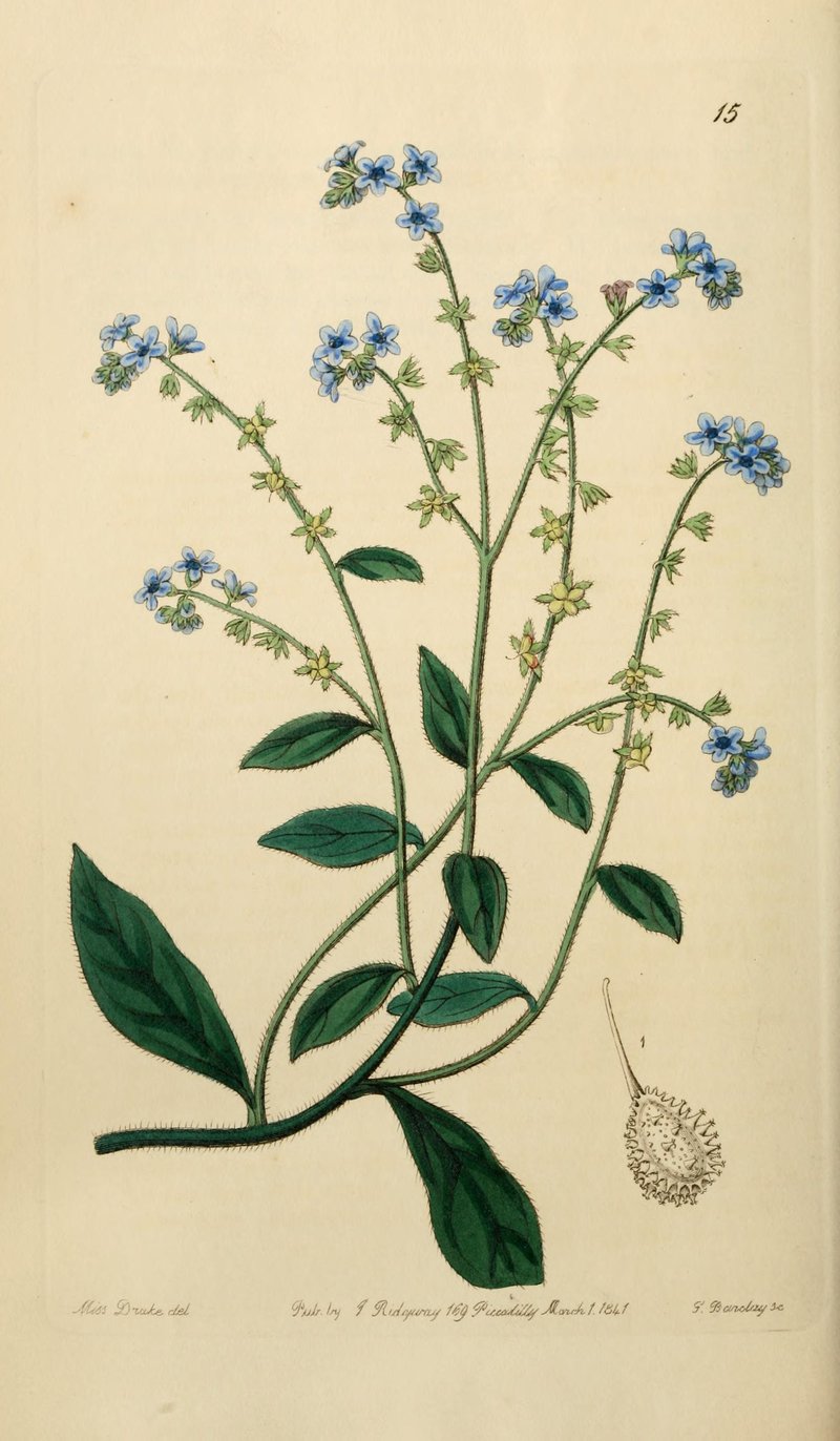 Prickly Hound's Tongue