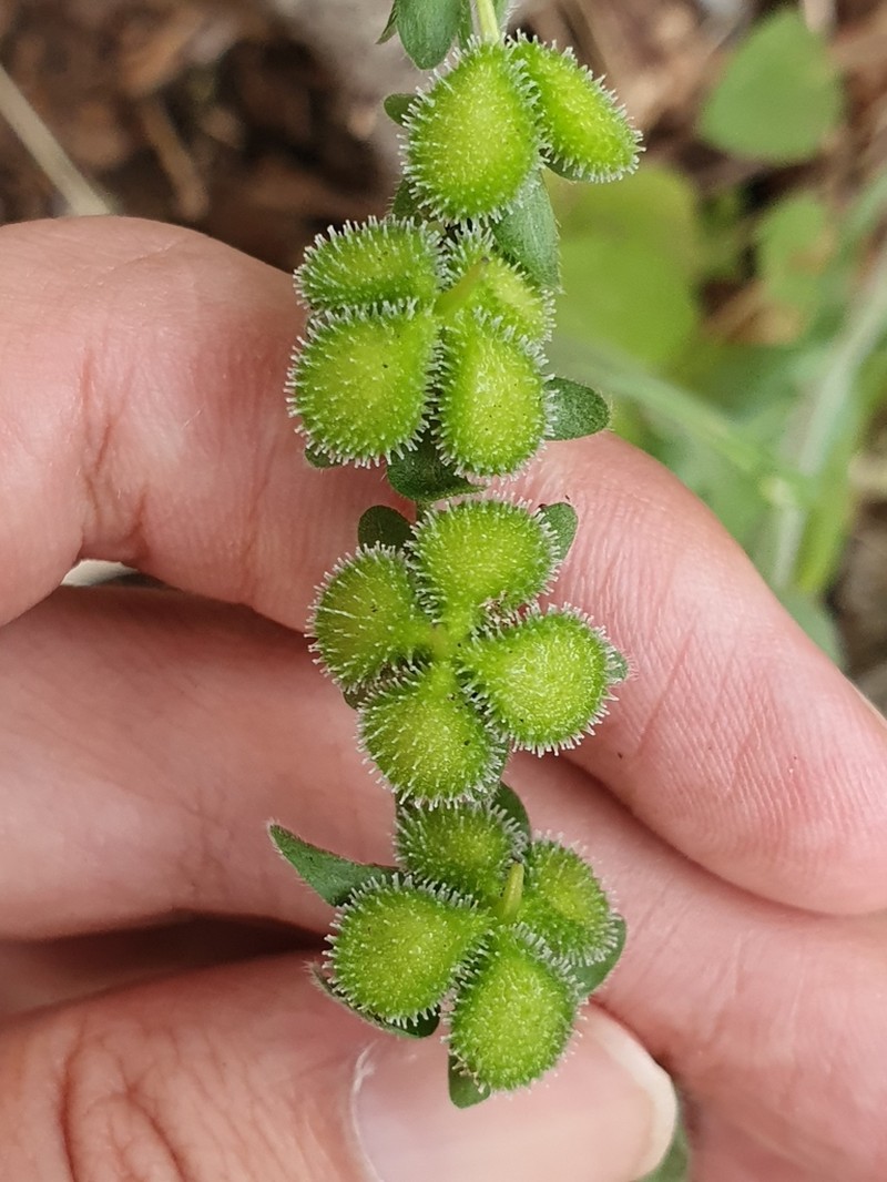 Cynoglossum maghrebicum photo 2