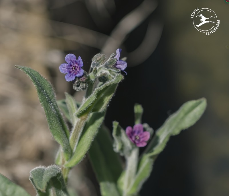 Cynoglossum maghrebicum photo 3