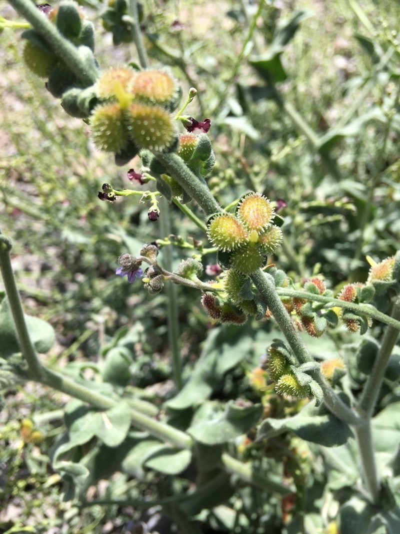 Cynoglossum maghrebicum photo 4