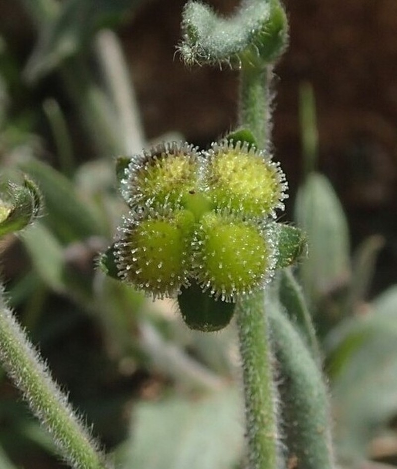 Cynoglossum maghrebicum photo 5