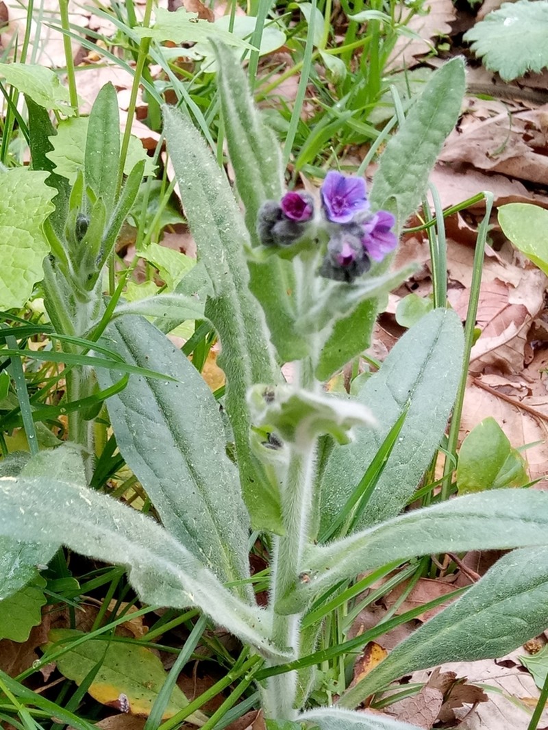 Cynoglossum maghrebicum photo 6