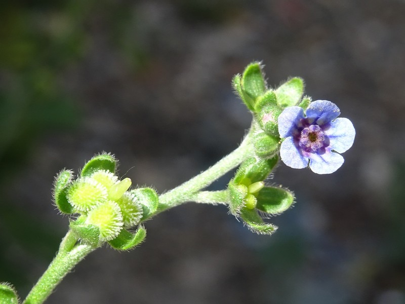 Cynoglossum maghrebicum photo 7