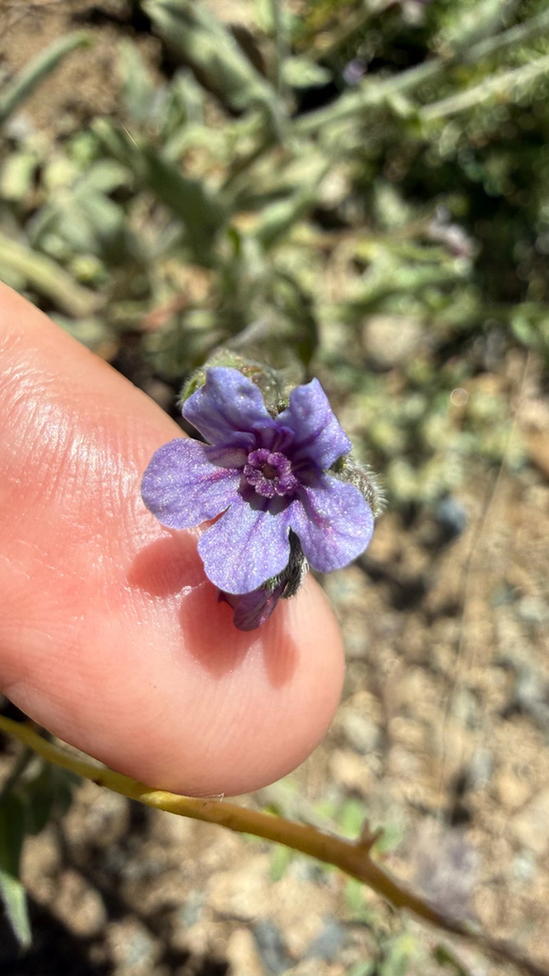 Cynoglossum maghrebicum photo 8
