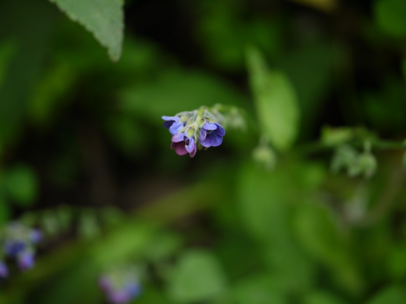 Smallbristle Hound's Tongue photo 6