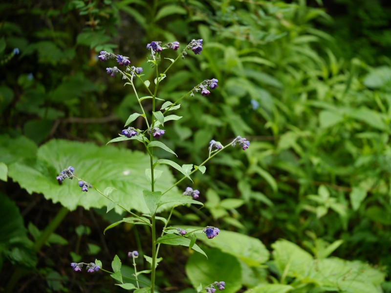 Smallbristle Hound's Tongue