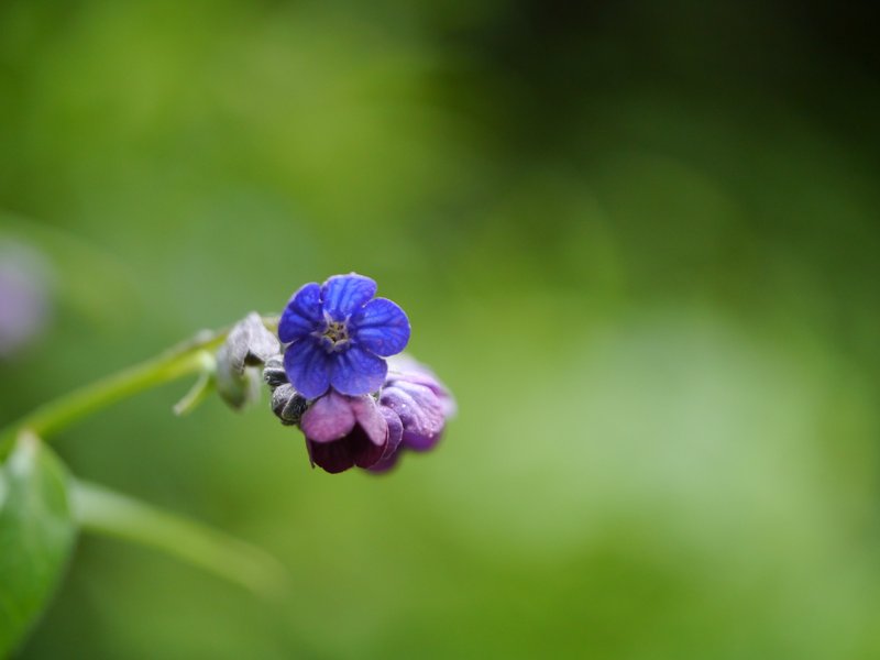 Smallbristle Hound's Tongue photo 7