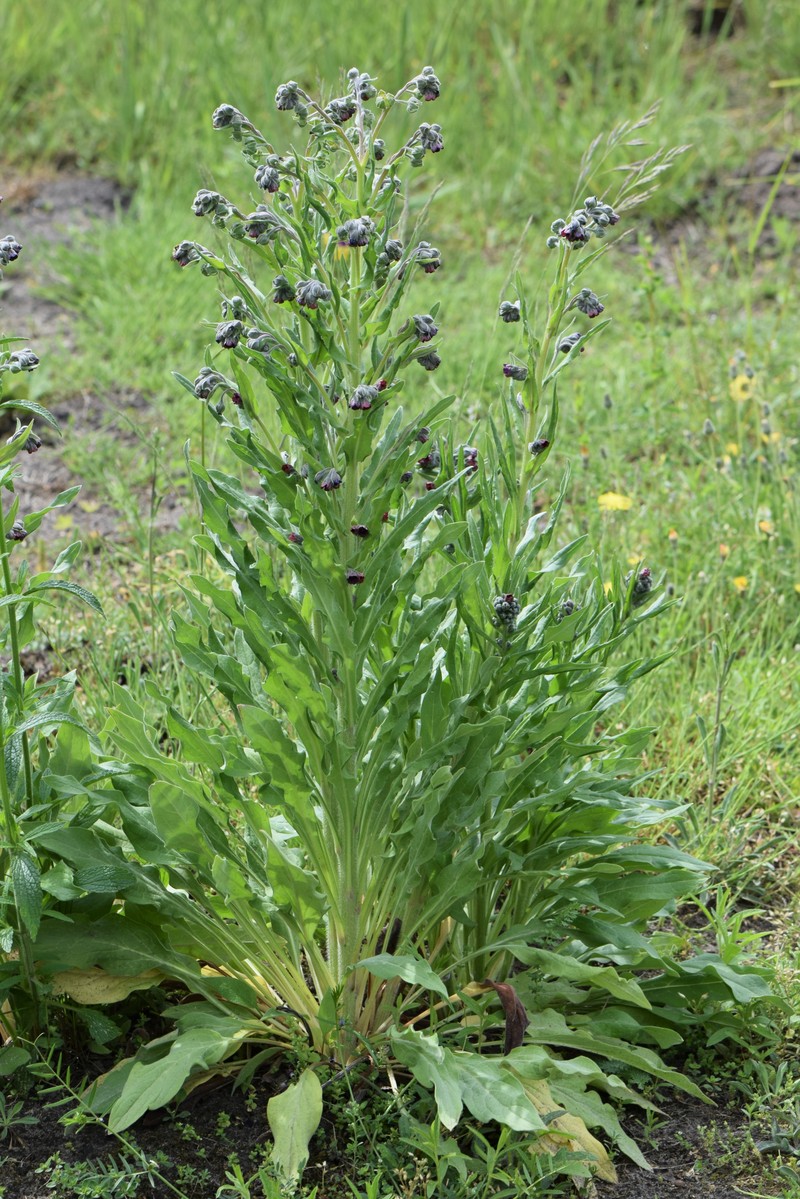 Gypsyflower photo 2