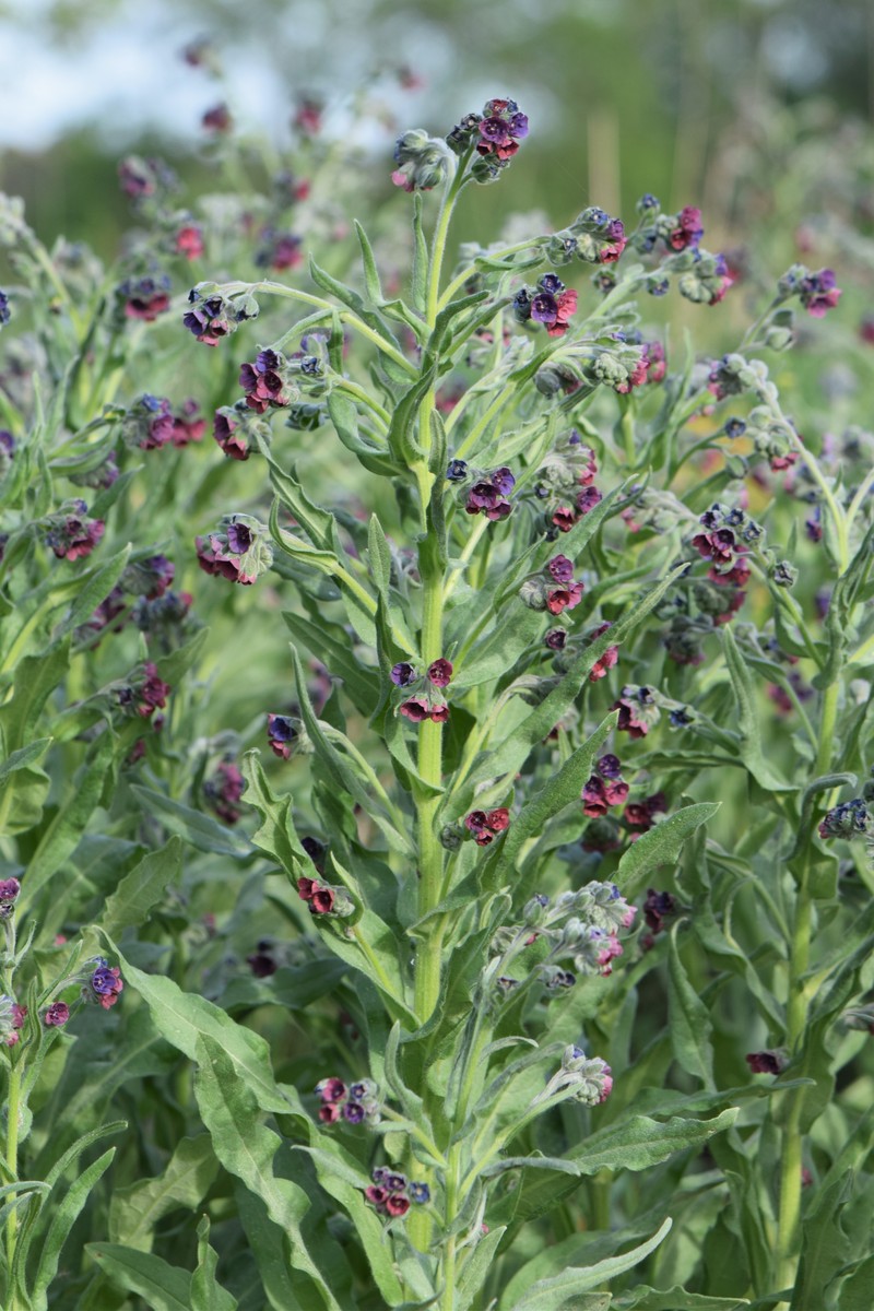 Gypsyflower photo 3