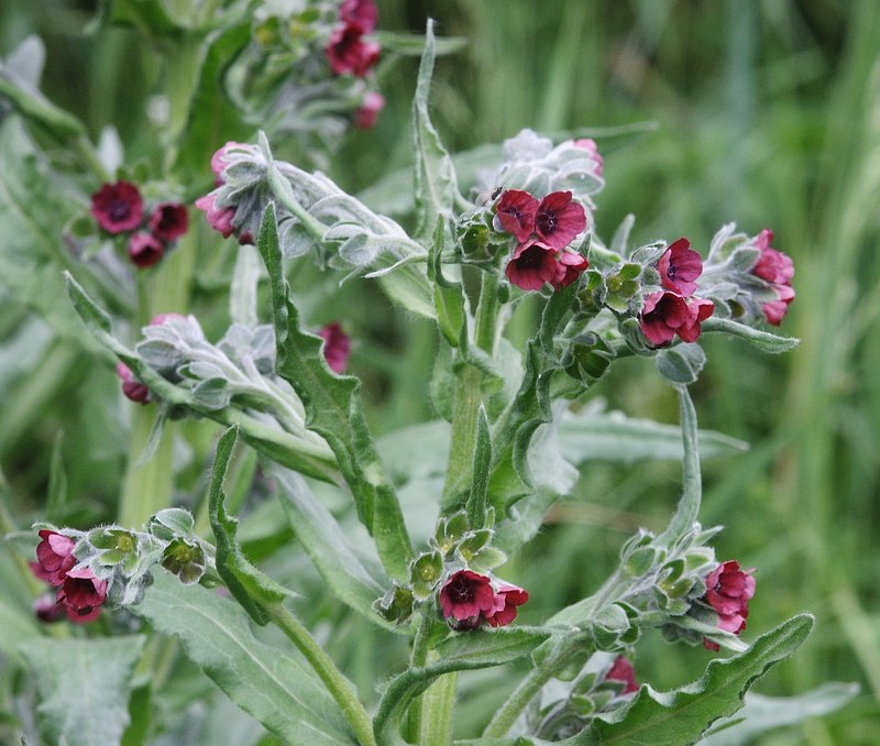 Gypsyflower photo 4