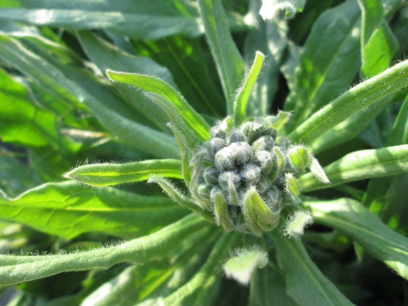 Gypsyflower photo 5
