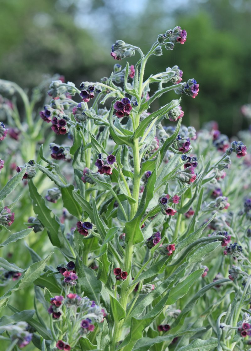 Gypsyflower photo 6
