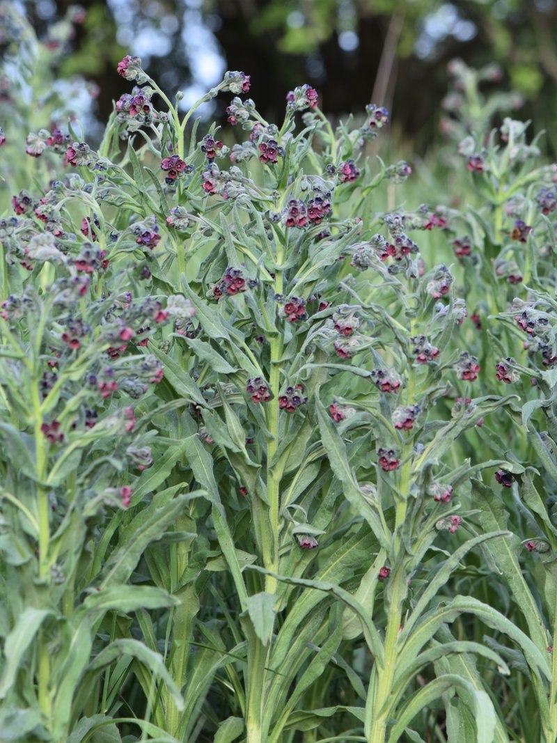 Gypsyflower photo 7