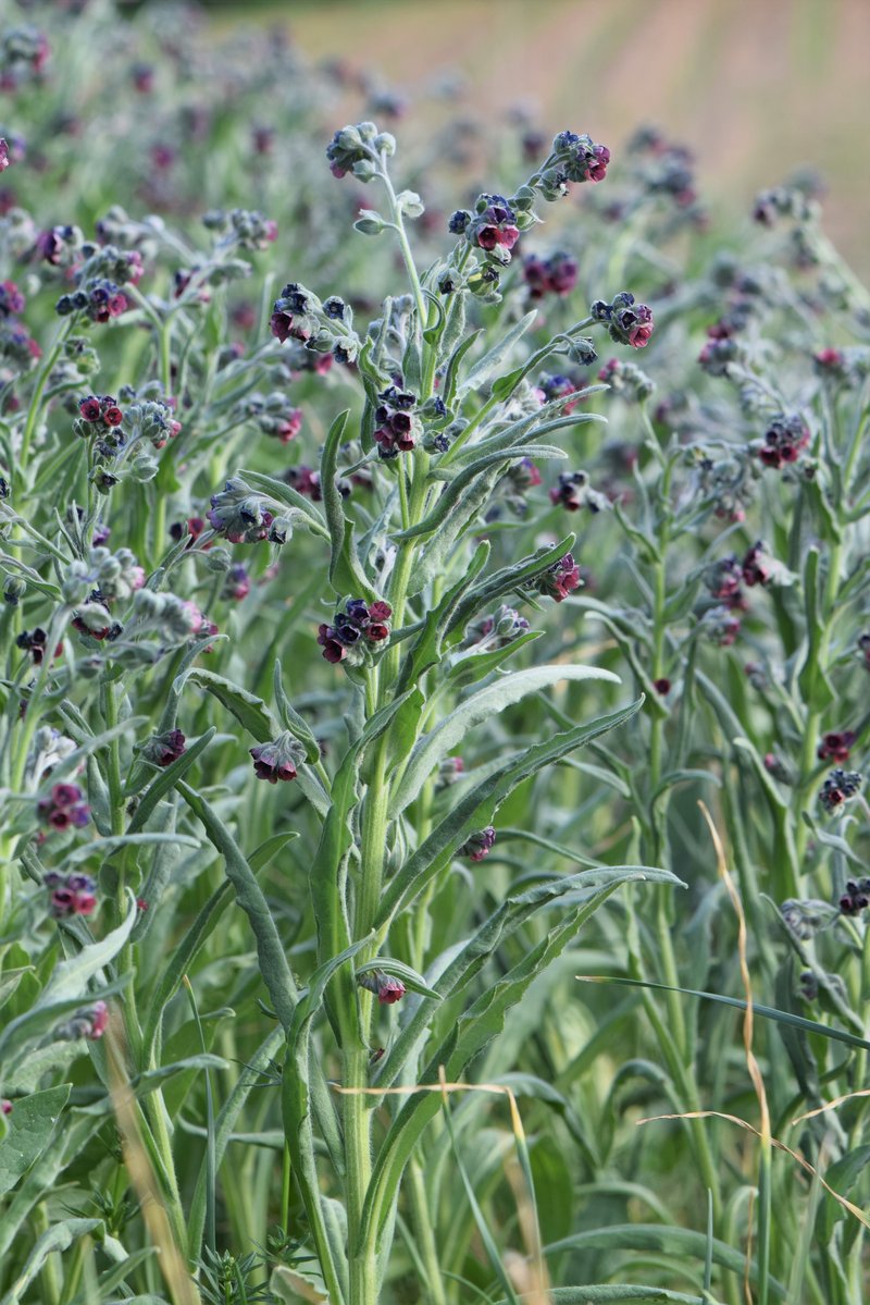 Gypsyflower photo 8