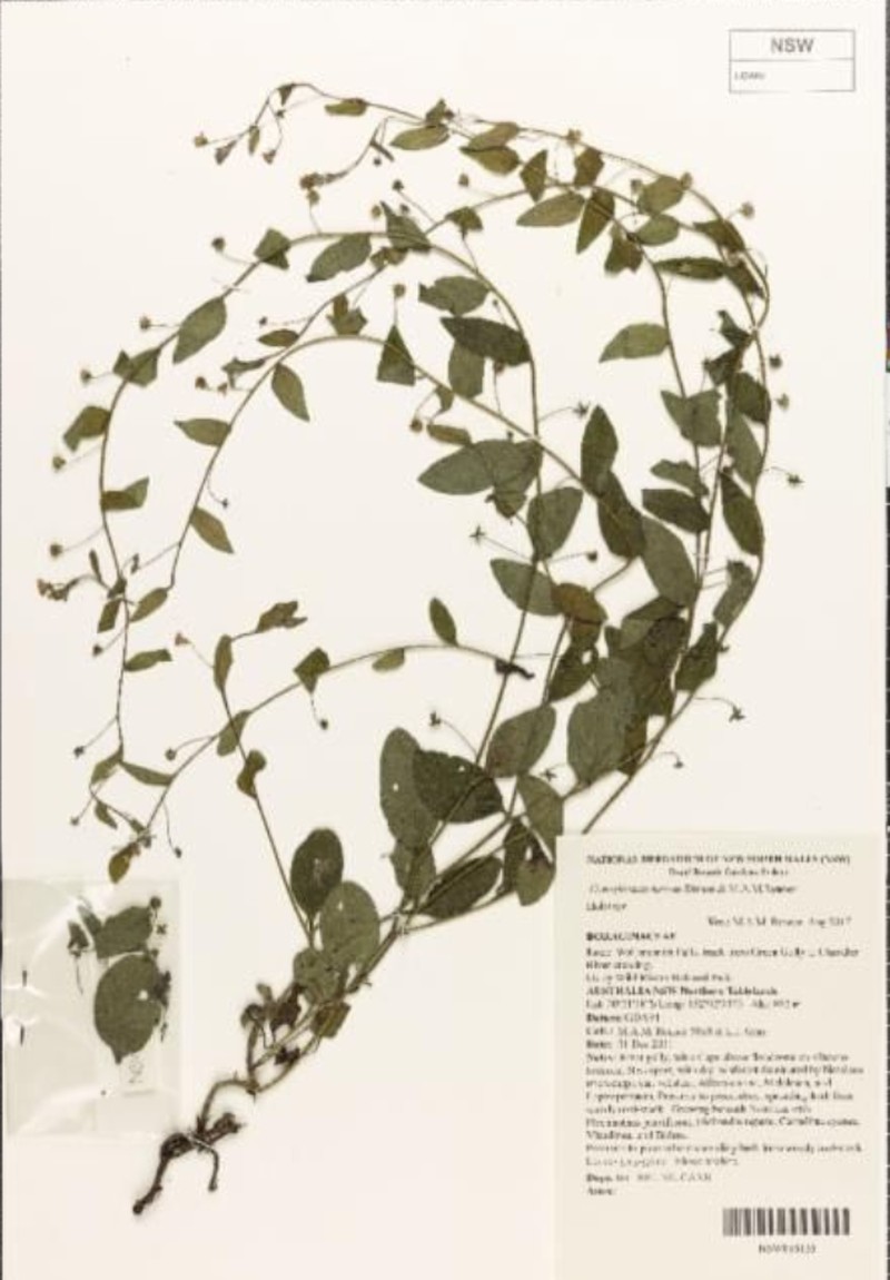 Cynoglossum torvum