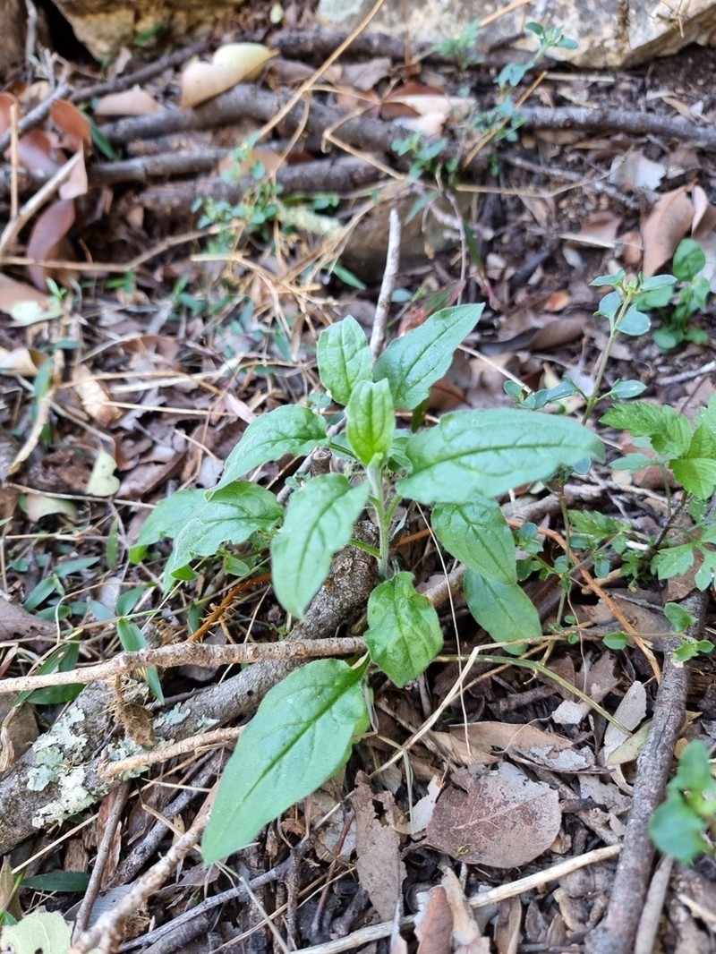 Cynoglossum torvum photo 2
