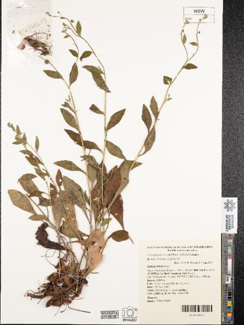 Cynoglossum torvum photo 3