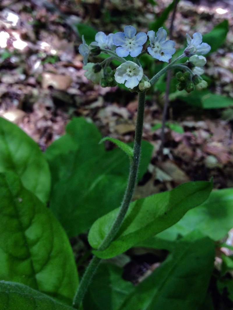 Wild Comfrey