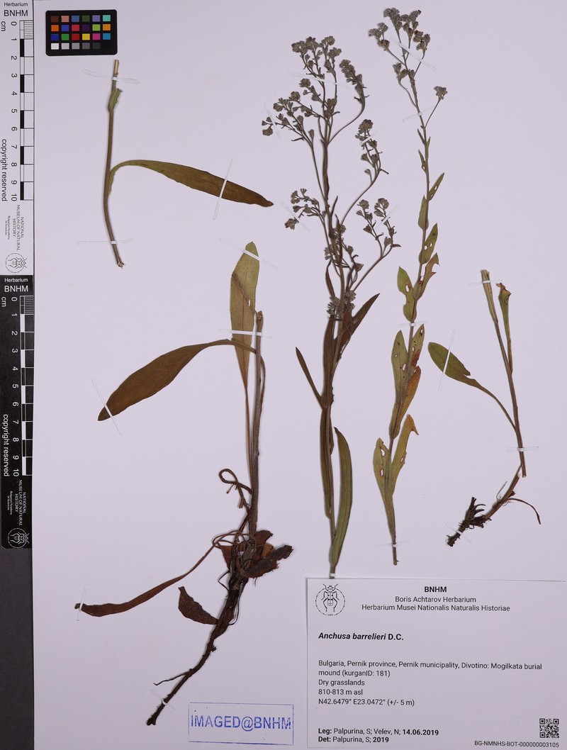 Cynoglottis barrelieri subsp. barrelieri photo 2