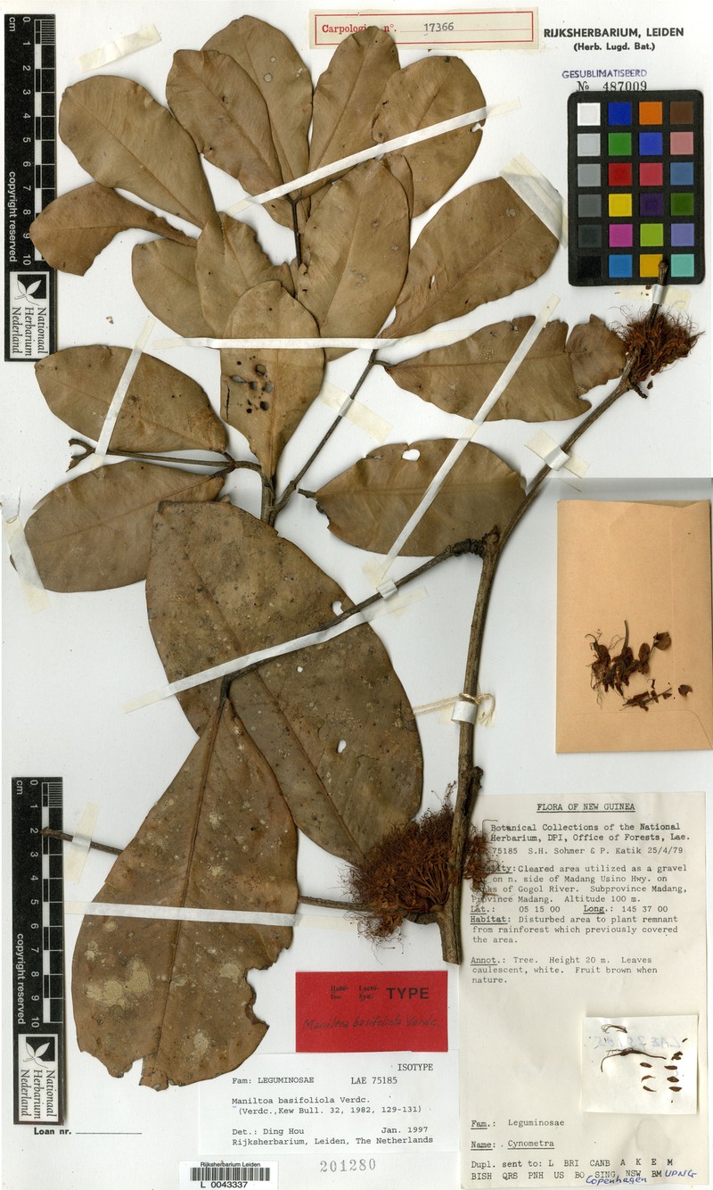 Cynometra basifoliola photo 2