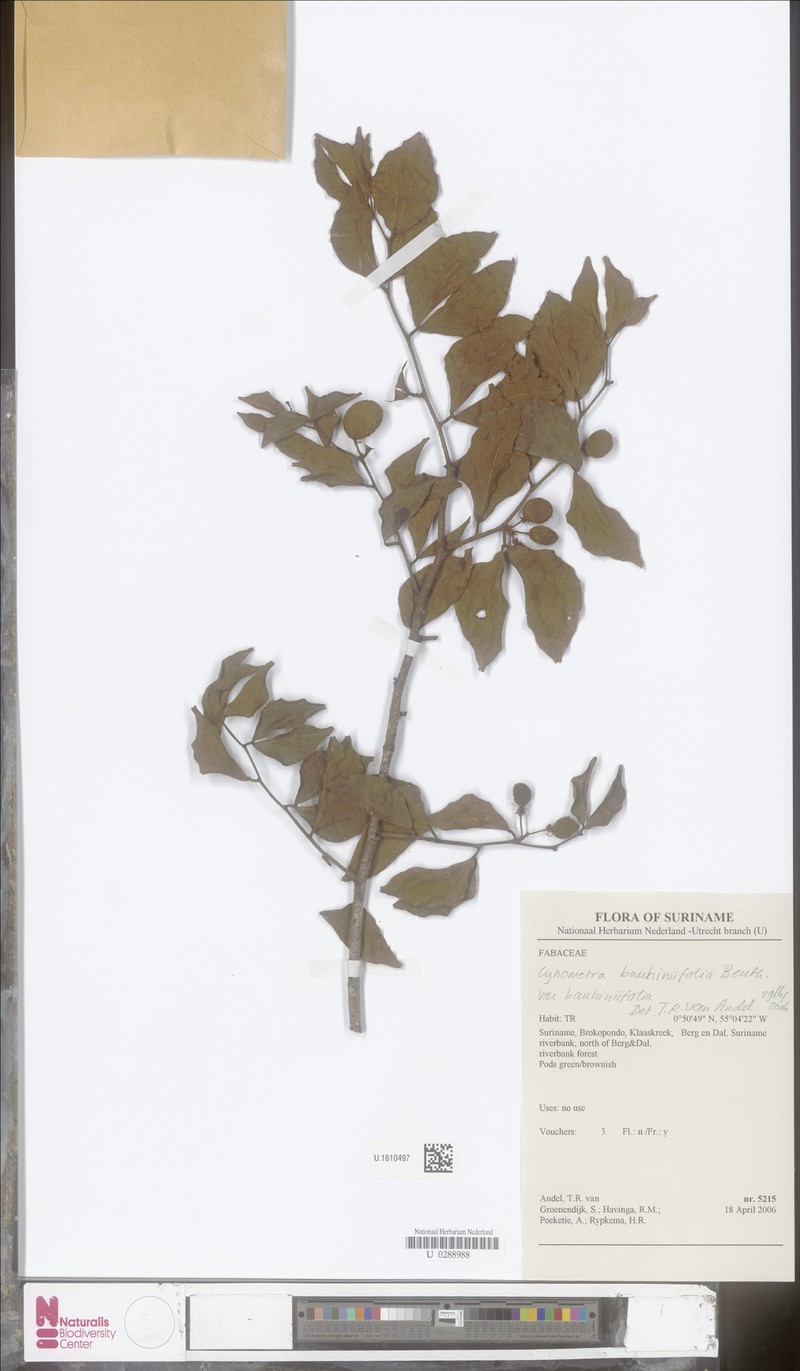 Cynometra bauhiniifolia var. bauhiniifolia