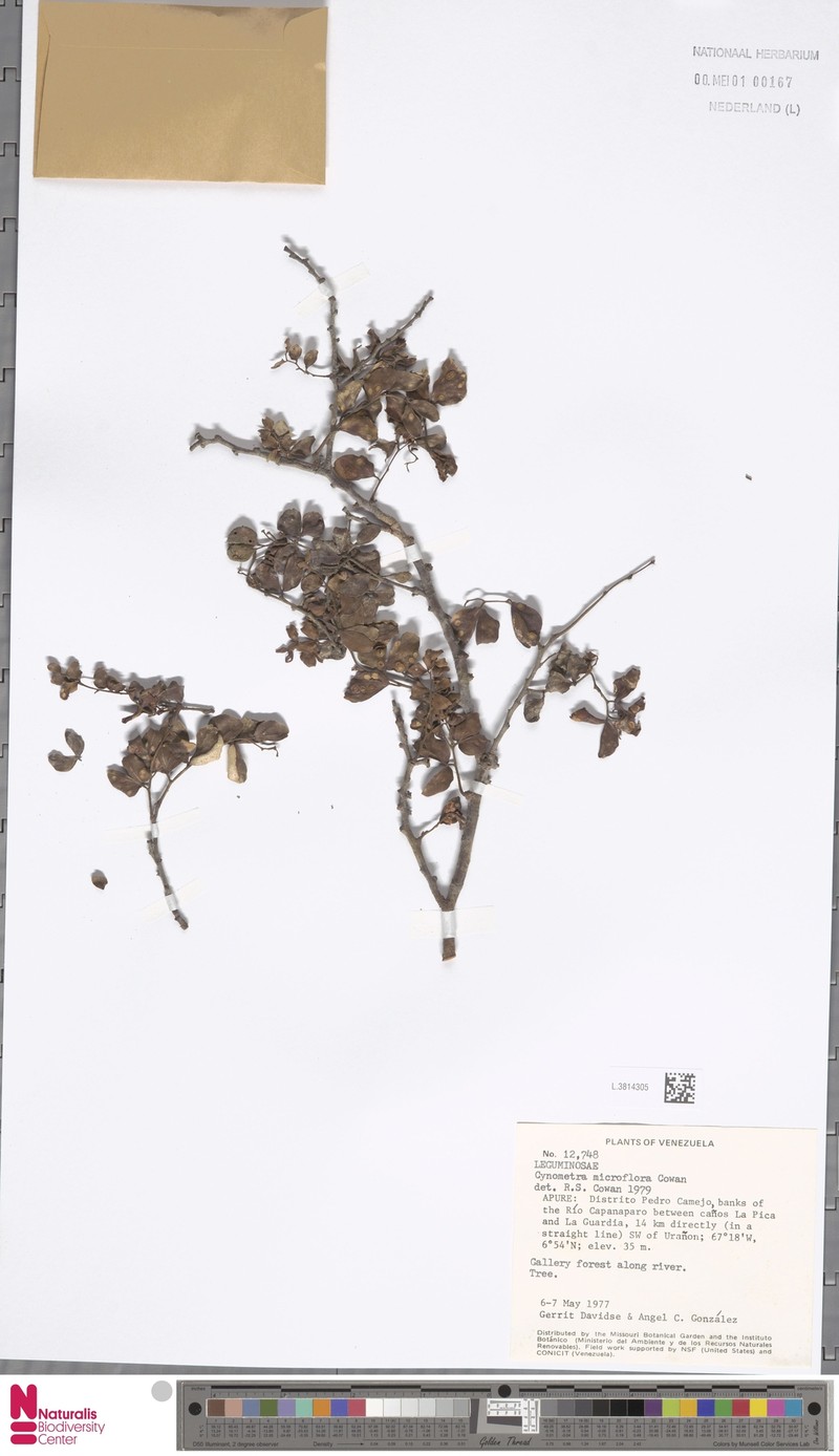 Cynometra bauhiniifolia var. bauhiniifolia photo 2